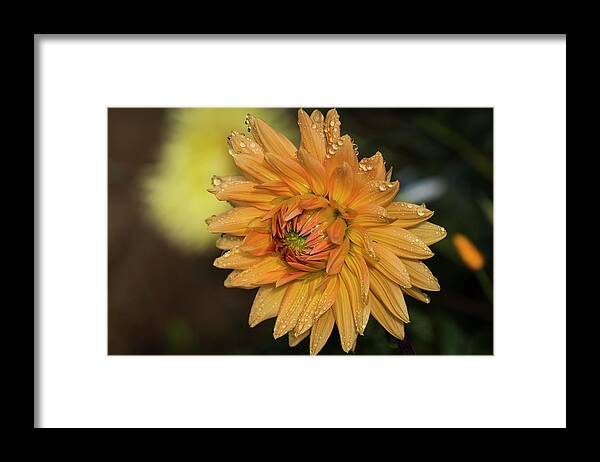 Astoria Framed Print featuring the photograph Gilded Dahlia by Robert Potts