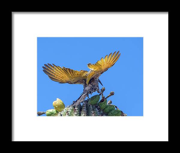 Gilded Framed Print featuring the photograph Gilded Flicker 2365 by Tam Ryan