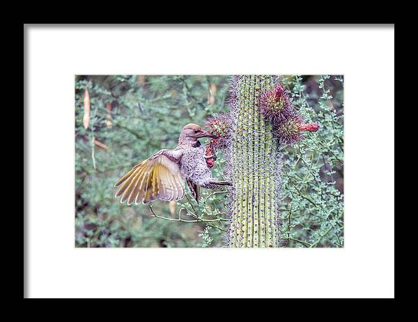 Juvenile Framed Print featuring the photograph Gilded Flicker 4167 by Tam Ryan