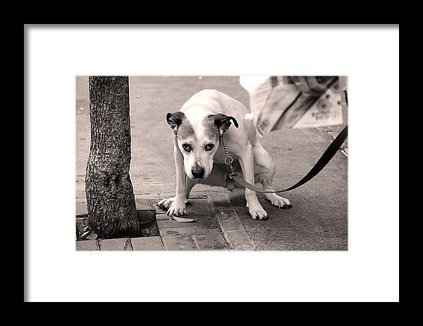 Dog Framed Print featuring the photograph Gimme a Break by JoAnn Lense