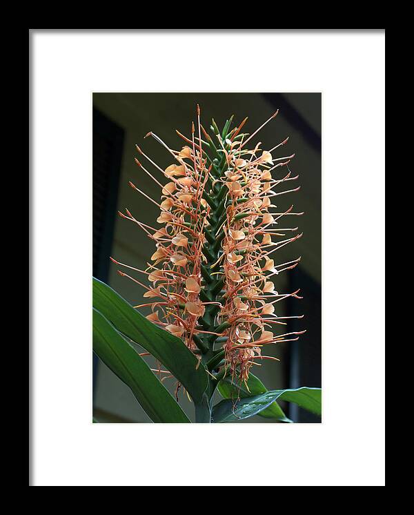 Ginger Framed Print featuring the photograph Ginger Blossom by Farol Tomson