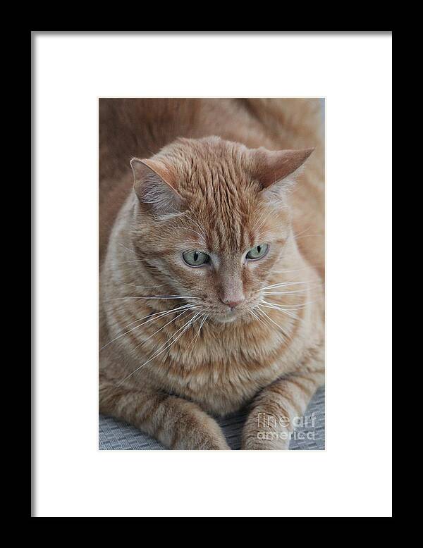Ginger Tabby Framed Print featuring the photograph Ginger Cat by Donna L Munro