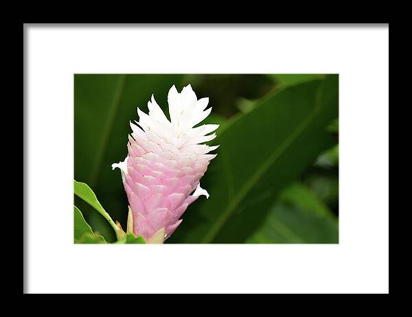 Flowers & Plants Framed Print featuring the photograph Ginger Glow by Kathleen Maconachy