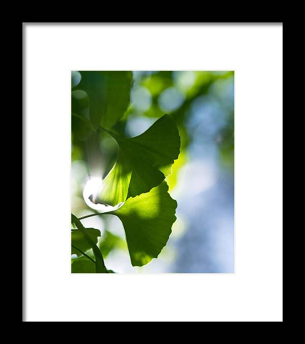Da*55 1.4. Nature Framed Print featuring the photograph Gingko Leaves in the Sun by Lori Coleman