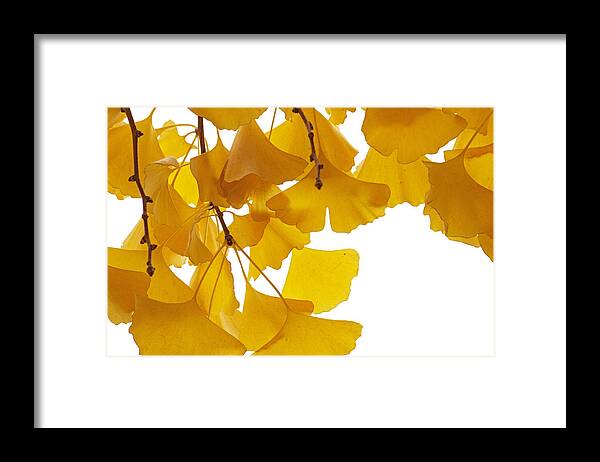 Fn Framed Print featuring the photograph Ginkgo Ginkgo Biloba Leaves In Autumn by Aad Schenk