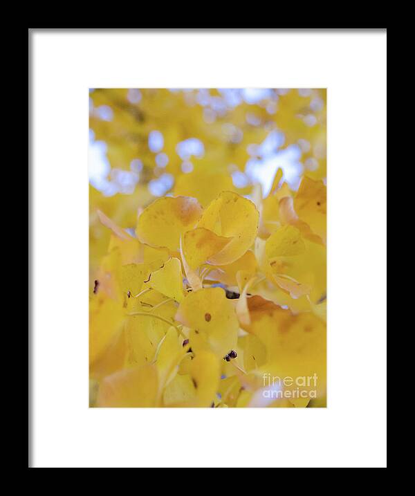 Nature Framed Print featuring the photograph Ginkgo Yellow Leaves by Andrea Anderegg