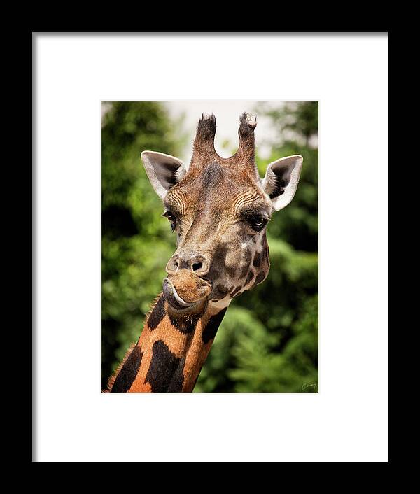 Giraffe Framed Print featuring the photograph Giraffe by Christina Conway