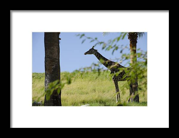 Giraffe Framed Print featuring the photograph Giraffe #1 by Erik Burg