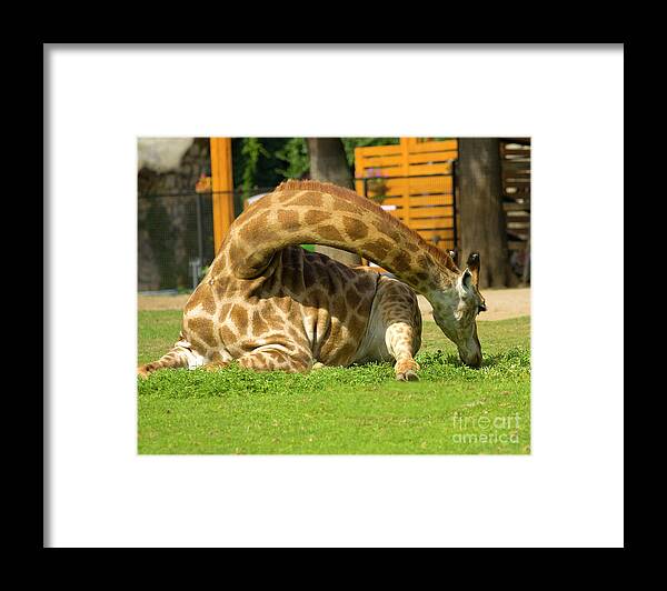 Giraffe Framed Print featuring the photograph Giraffe by Irina Afonskaya