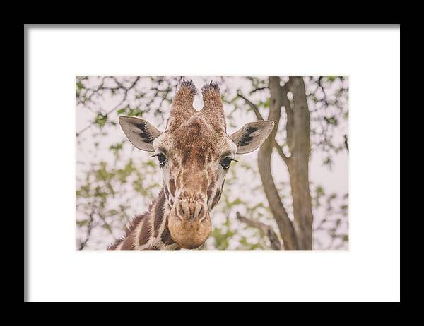 Giraffe Framed Print featuring the photograph Giraffe by Jamie Cook