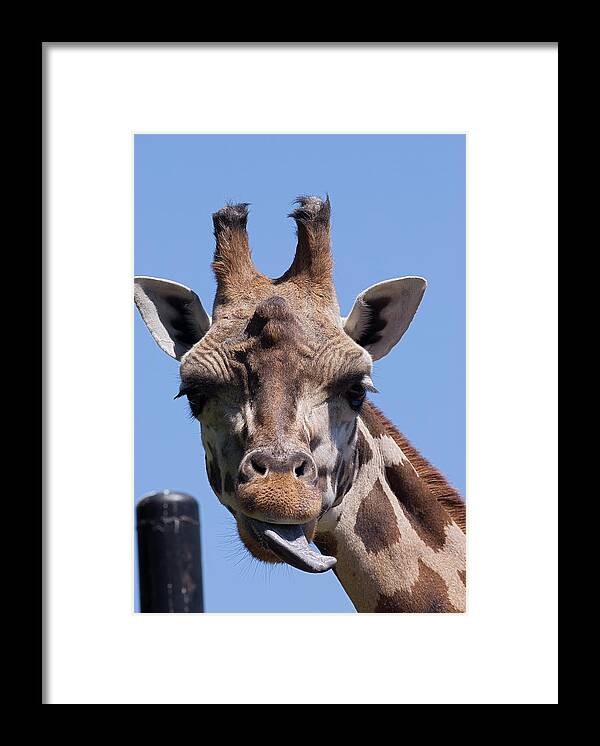 Giraffe Framed Print featuring the photograph Giraffe by JT Lewis