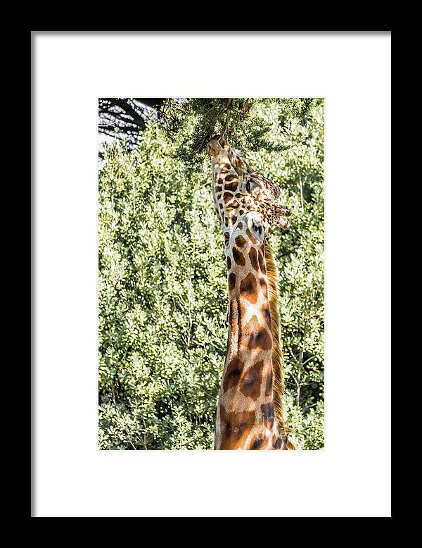 Giraffe Framed Print featuring the photograph Giraffe by Kate Brown
