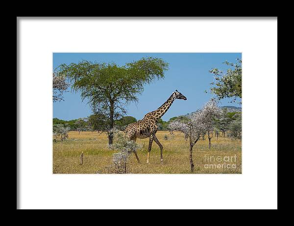 Giraffe Framed Print featuring the photograph Giraffe on the move by Pravine Chester