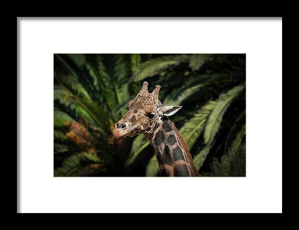 Giraffe Framed Print featuring the photograph Giraffe by Roger Mullenhour