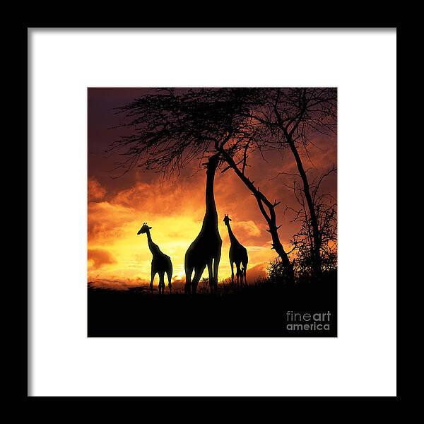 Giraffa Camelopardalis Framed Print featuring the photograph Giraffes at Runrise by Warren Photographic