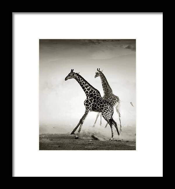 Giraffe Framed Print featuring the photograph Giraffes fleeing by Johan Swanepoel
