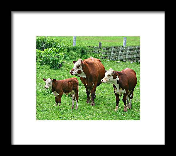 Cows Framed Print featuring the photograph Give Me A Home by Barbara S Nickerson