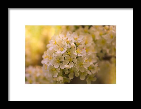 Give Me That Golden Glow Framed Print featuring the photograph Give Me that Golden Glow by Rachel Cohen