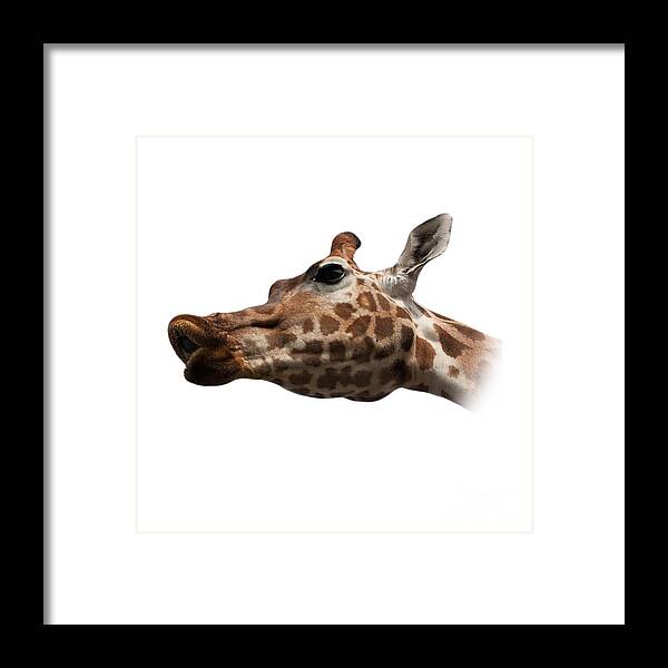 T-shirt Framed Print featuring the photograph Give Us a Kiss on Transparent background by Terri Waters