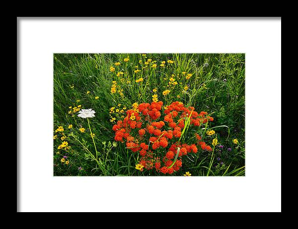 Butterfly Weed Framed Print featuring the photograph Glacial Wildflowers by Ray Mathis