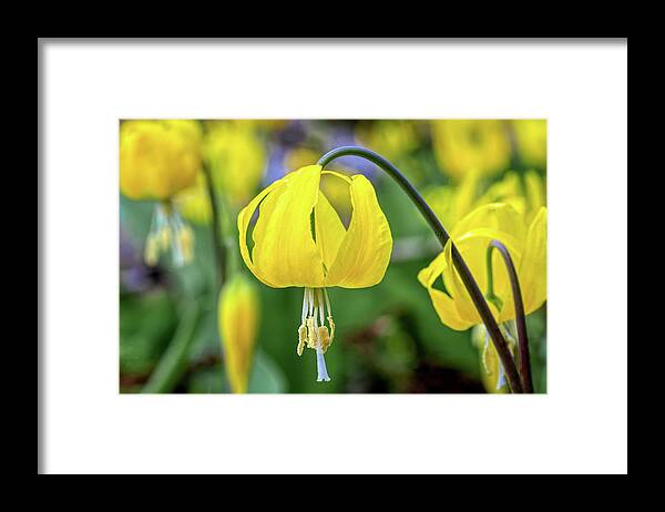 Wild Flower Framed Print featuring the photograph Glacier Lily by Jack Bell