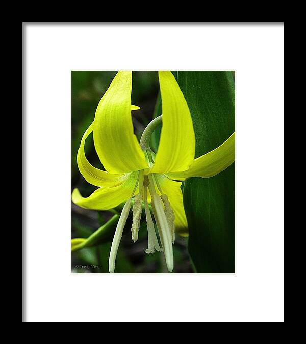 Glacier Lily Framed Print featuring the photograph Glacier Lily by Tracey Vivar