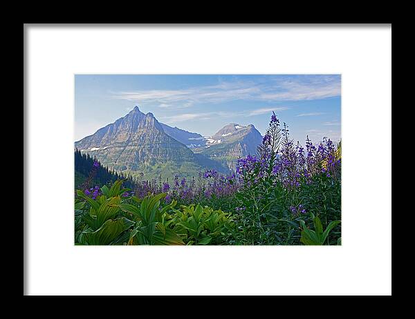 Glacier Framed Print featuring the photograph Glacier National Park Fireweed by Bruce Gourley