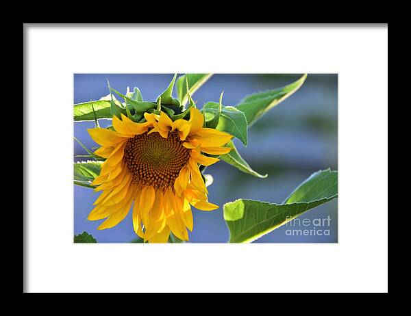 Mammoth Sunflowers Framed Print featuring the photograph Glad To Be Here by Angela J Wright