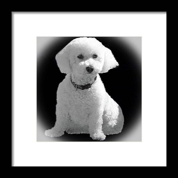 Glamorous Coco Framed Print featuring the photograph Glamorous Coco by Emmy Vickers