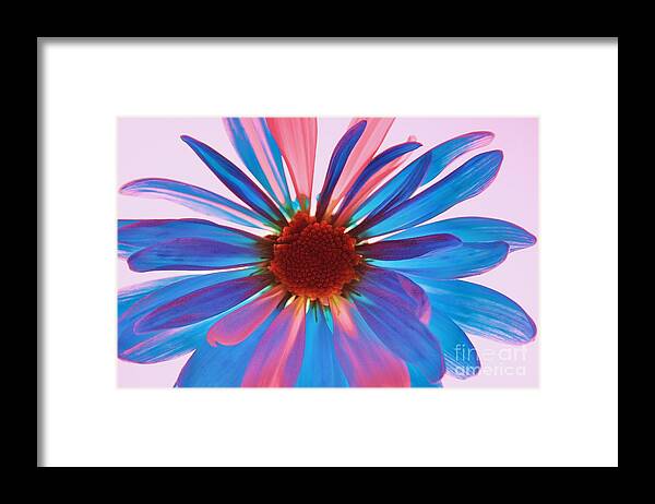 Flower Framed Print featuring the photograph Glass Petals by Julie Lueders 