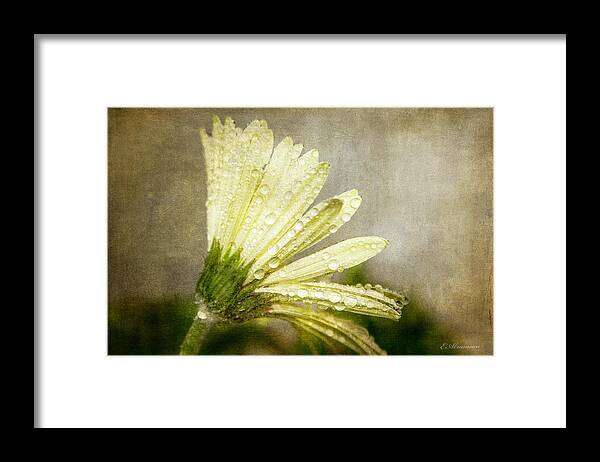 Daisy Framed Print featuring the photograph Glistening After the Rain by Eleanor Abramson
