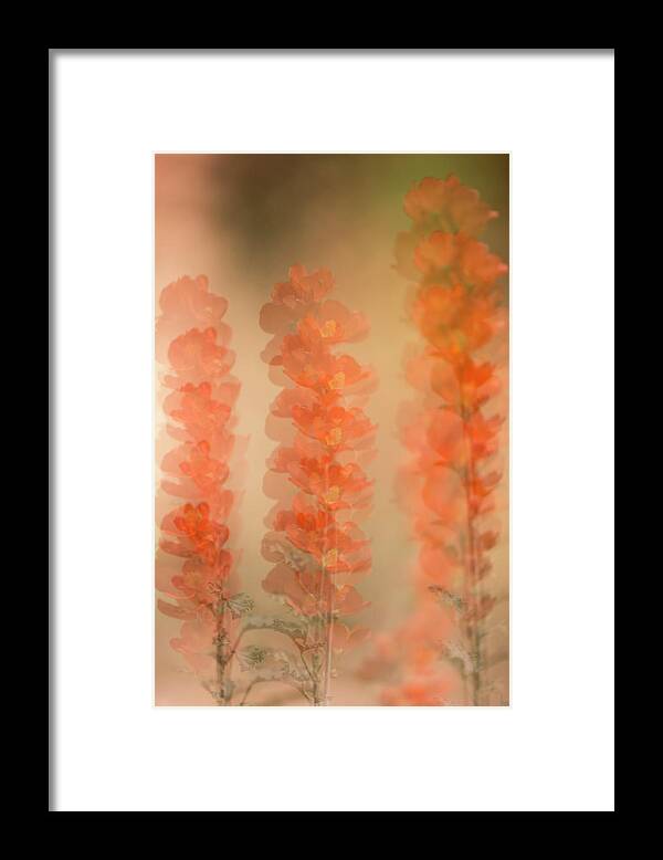 Globe Mallow Framed Print featuring the photograph Globe Mallow Impressions by Deborah Hughes