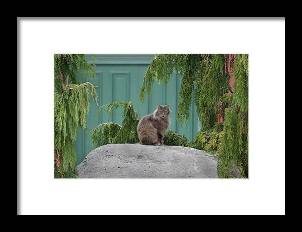 Cat Framed Print featuring the photograph Glorious Cat by Kathleen Stephens