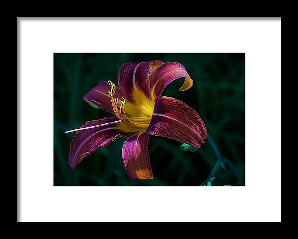  Framed Print featuring the photograph Glorious by Kendall McKernon