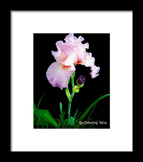 Iris Framed Print featuring the photograph Glorious Pastel Iris by Chholing Taha