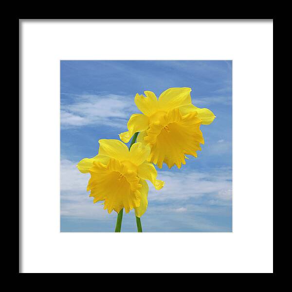 Daffodil Framed Print featuring the photograph Glorious Spring Daffodils Square by Gill Billington