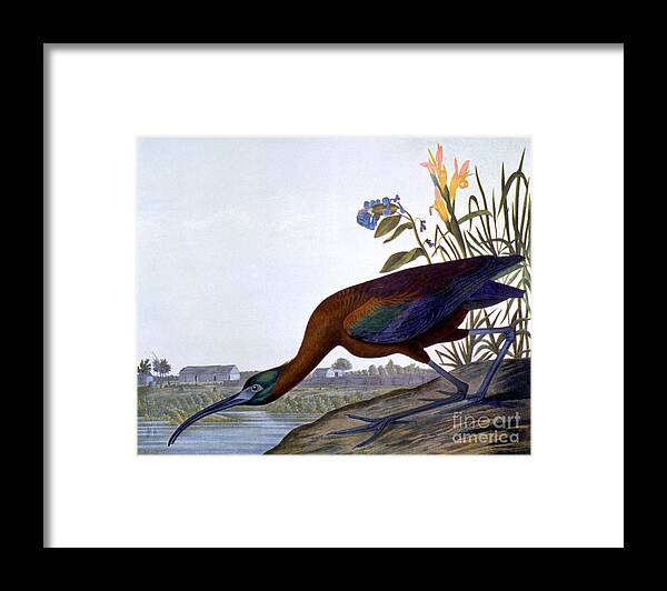 1858 Framed Print featuring the photograph Glossy Ibis by Granger