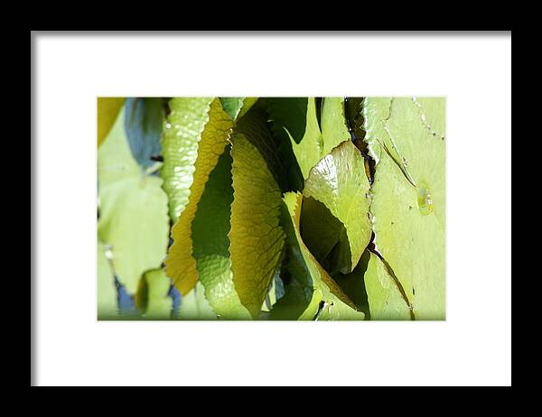 Closeup Framed Print featuring the photograph Glossy Pads by Anita Parker