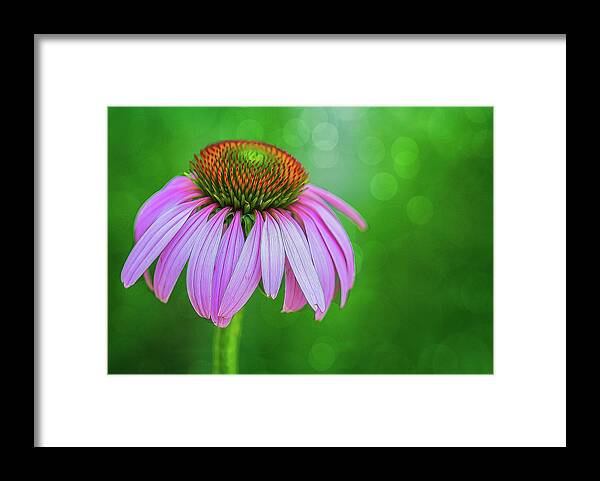 Flower Framed Print featuring the photograph Glowing Cone Flower by Cathy Kovarik