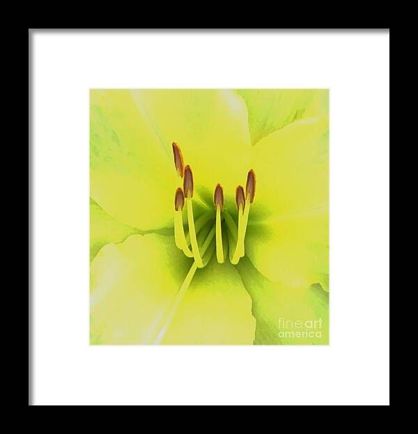 Lily Framed Print featuring the photograph Glowing by Jan Gelders