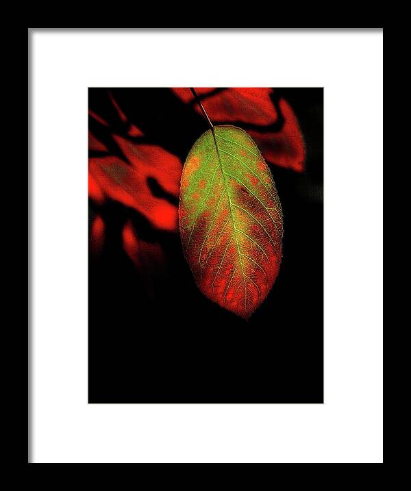 Leaves Leaf Autumn Glowing Red Green Acid Abstract Framed Print featuring the photograph Glowing Leaves by Ian Sanders