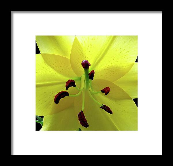 Flower Framed Print featuring the photograph Glowing Lily by Linda Stern