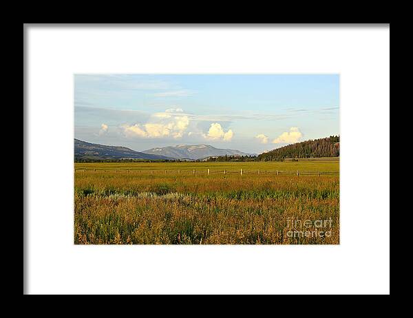 Meadow Framed Print featuring the photograph Glowing Meadow by Teresa Zieba
