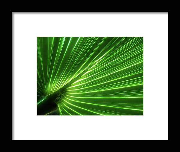 5/22/11 Framed Print featuring the photograph Glowing Palm by Louise Lindsay