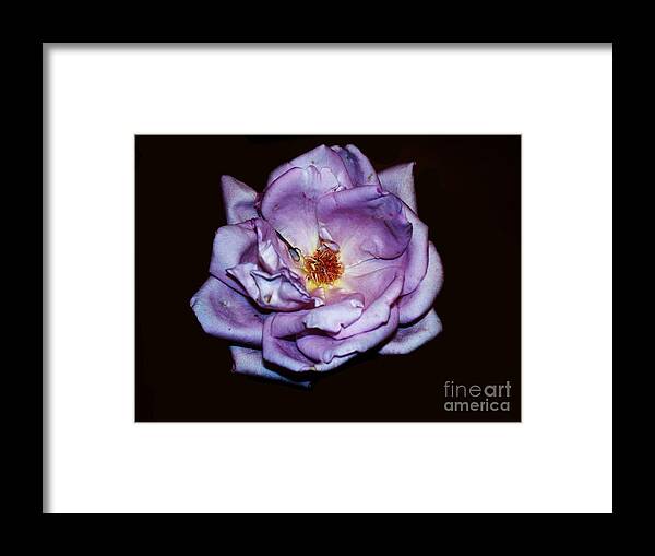 Purple Framed Print featuring the photograph Glowing Purple Rose by Emily Kelley