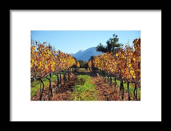 Vineyard Framed Print featuring the photograph Glowing Rows by Kristine Ellison