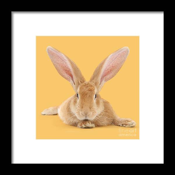 Giant Rabbit Framed Print featuring the photograph Go ahead I'm all Ears by Warren Photographic