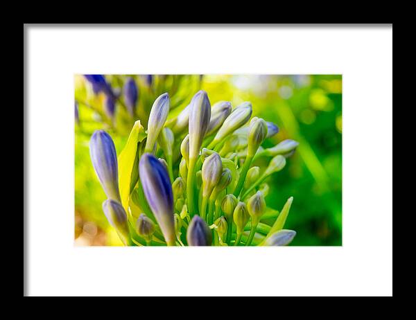 Flowers Framed Print featuring the photograph Go Forth by Derek Dean