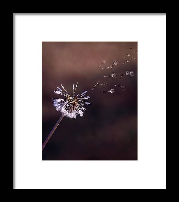Dandelion Framed Print featuring the photograph Go Forth Fall by Heather Applegate