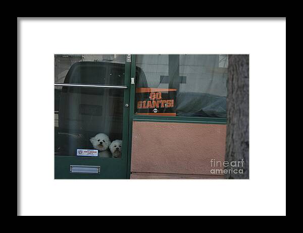 Sf Giants Framed Print featuring the photograph Go Giants by Cynthia Marcopulos